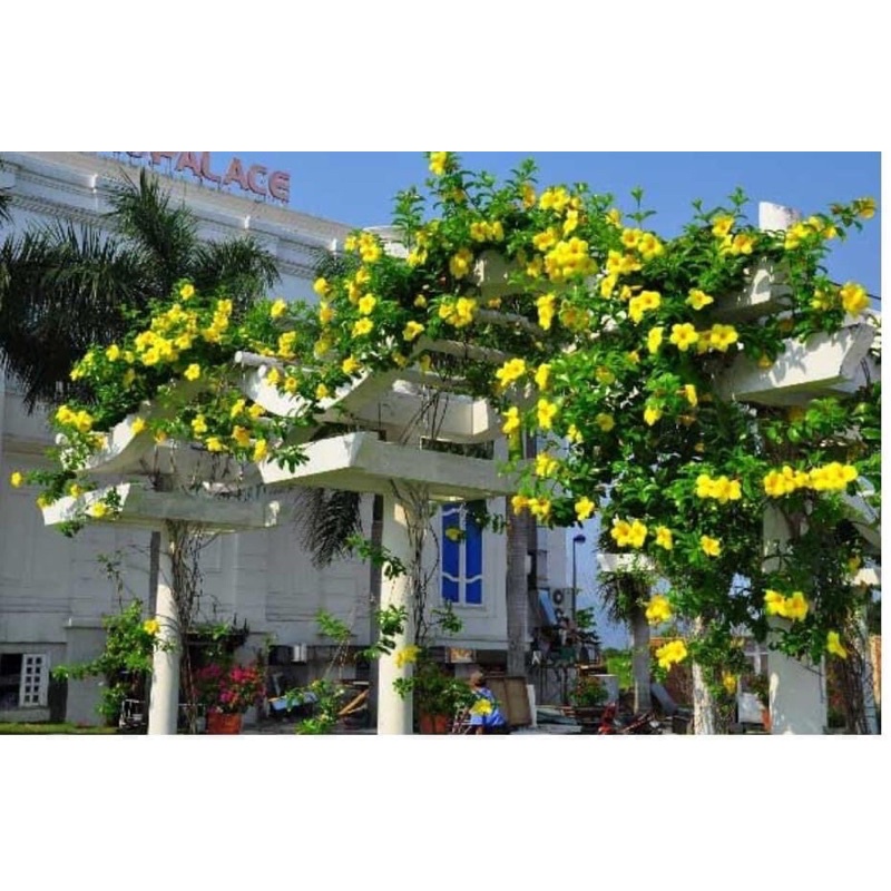 cây hoa lan tỏi(cây giống )