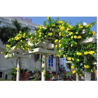 Cây hoa lan tỏi