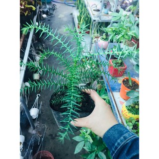 TÙNG BỒNG LAI