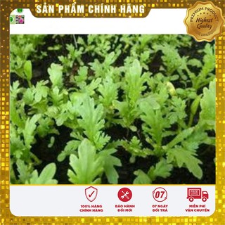 Hạt giống Cải Cúc 20gram [Bán Sỉ]
