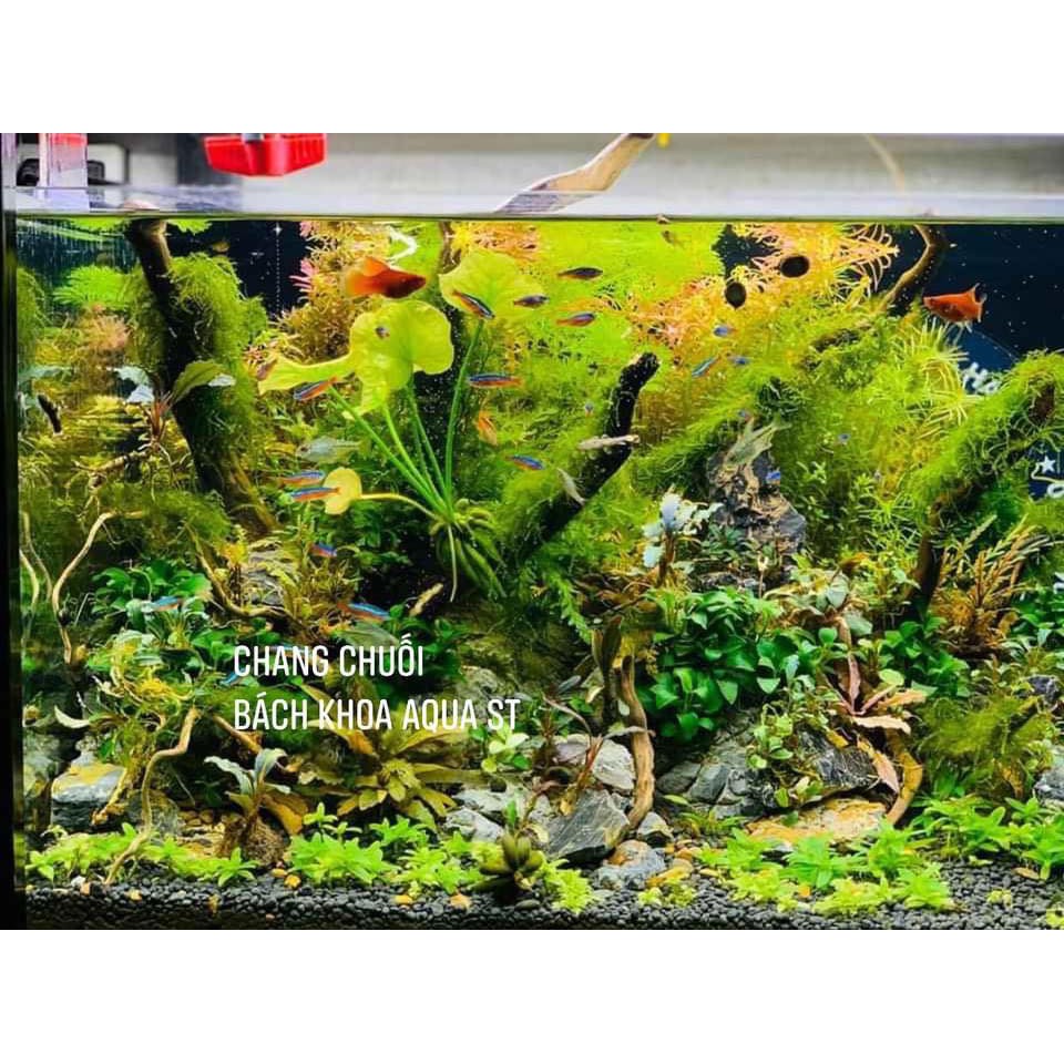 Cây Chang Chuối - Loài cây độc lạ cho bể cá