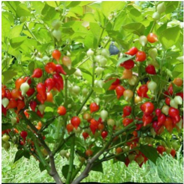 5 Hạt giống Ớt Mỏ Chim Đỏ - Vàng (Ớt Anh Đào) Tặng Kèm Kích Mầm