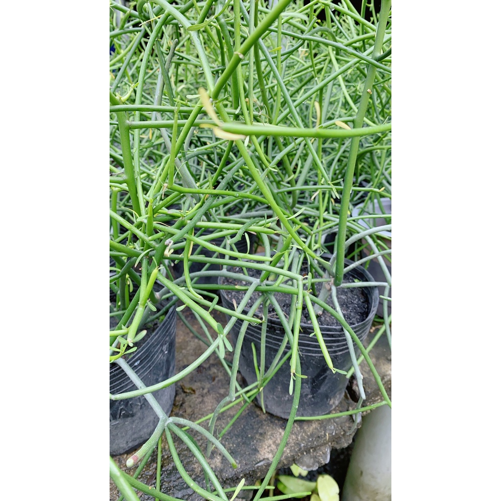 Xương Rồng Xương Cá