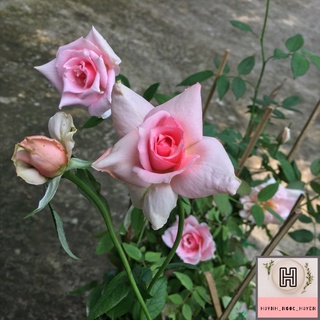 Chậu hoa hồng nữ hoàng cây gửi ảnh cuối