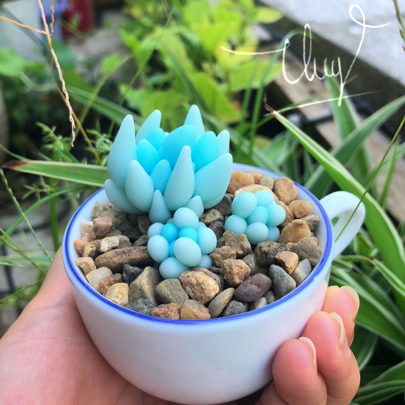 SEN ĐÁ ĐẤT SÉT/Quà Tặng Dễ Thương