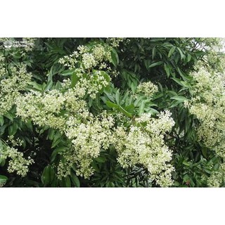 Giống Vải Không Hạt Thái Lan