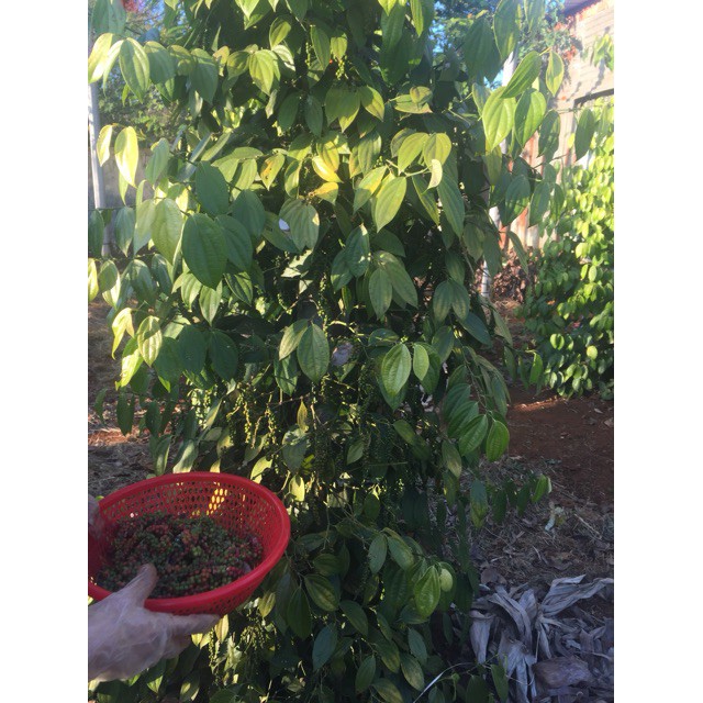 300g hạt tiêu đen nguyên hạt | BigBuy360 - bigbuy360.vn