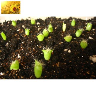 Hạt Giống Xương Rồng Mix Nhiều Loại (50 Hạt) - MUA 3 TẶNG 1 CÙNG LOẠI