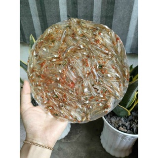 Bánh tráng cá cơm đặc sản Kiên Giang, vị vừa ăn giòn giòn thơm thơm