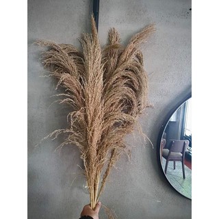 Cành lau khô tự nhiên trang trí phong cách Bắc Âu- Hoa lau khô decor vintage