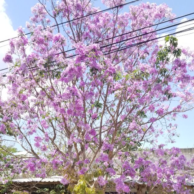 Ngọt Nga