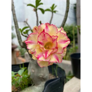 gói 30 hạt sứ thái cánh kép Thái Lan.