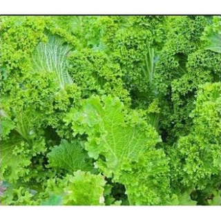 100h hạt giống cải mù tạt chịu hạn green wave