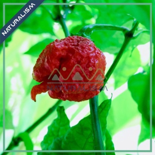 Trái Ớt Dragon’s Breath Carolina Reaper Trinidad cay nhất thế giới