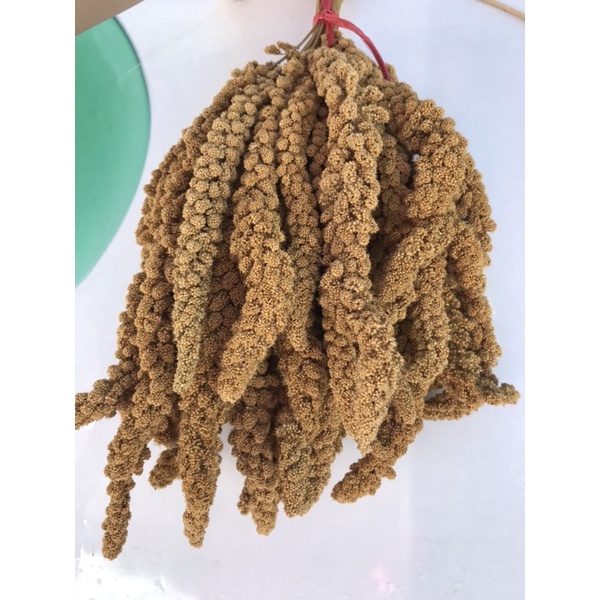 Kê chùm cho chim vẹt, yến hót, yến phụng, bảy màu, sắc nhật, manh manh... - gói 500gr