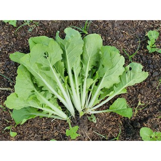 Hạt giống Cải bẹ dún Nhật Kansa 20gr