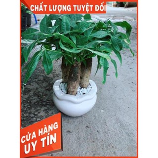 Chậu Kim Ngân 3 Thân