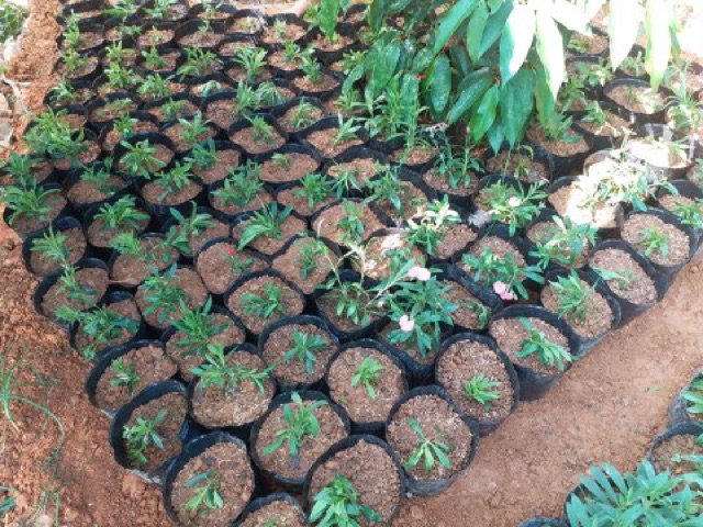 1kg chậu ươm cây giống 21-17 khoảng 110 chậu