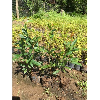30 cây mai con quấn rễ