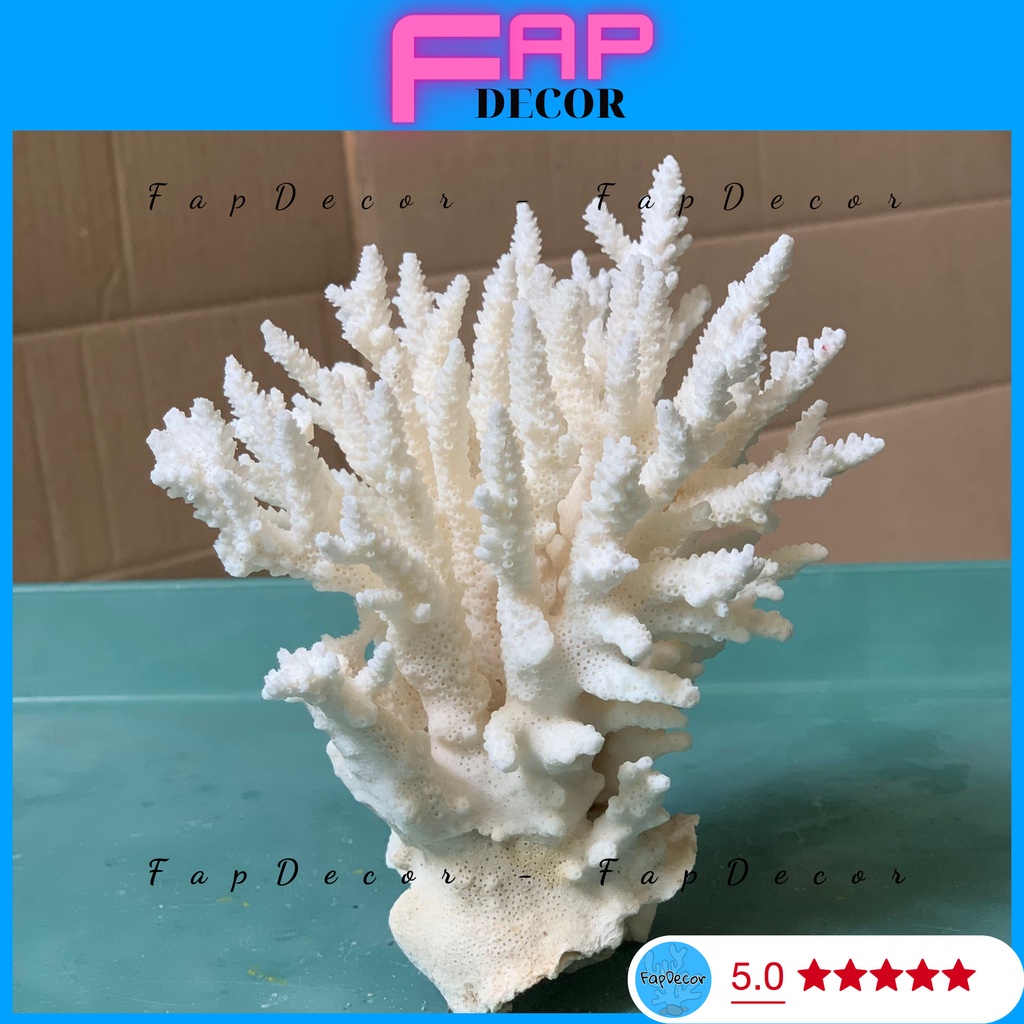 ( 15K 1 CỤC ) BÔNG RẠN BIỂN SAN HÔ PHONG THỦY SIÊU ĐẸP THỜI TRANG DECOR THỦY SINH, TRANG TRÍ NHÀ CỬA ĐẸP