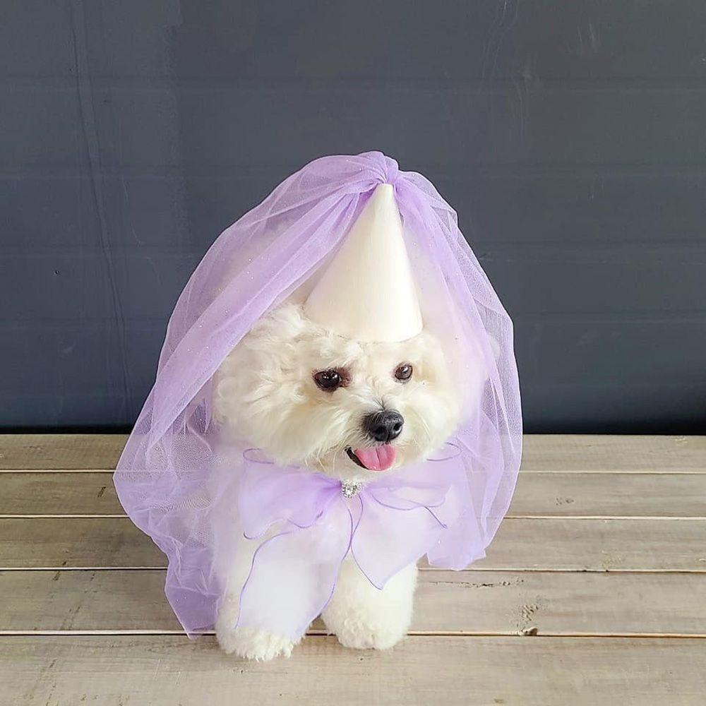 Khăn Quàng Cổ Tam Giác Thắt Nơ Có Thể Điều Chỉnh Cho Cún Cưng