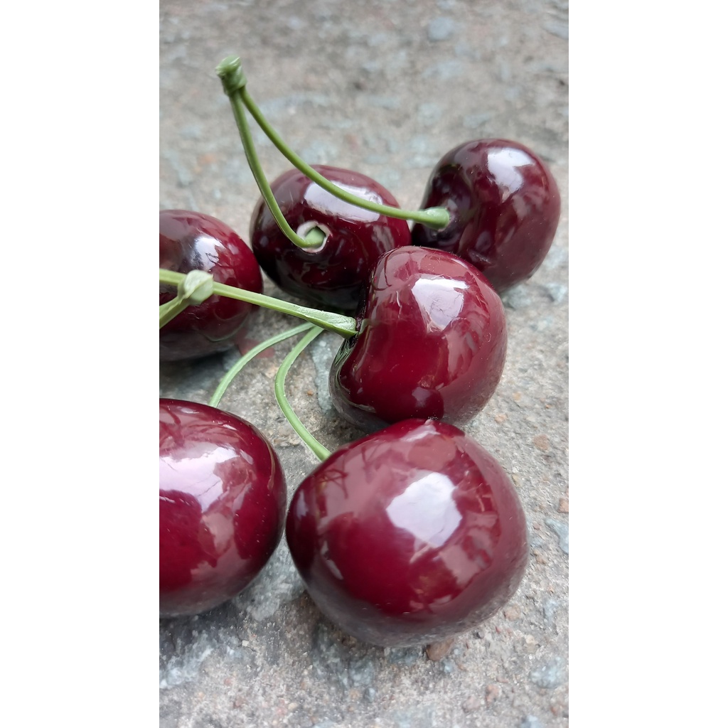 6 Trái Cherry giả - Trái cây giả - Hương Flower