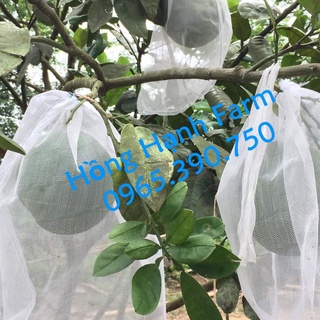 Túi bao bưởi 30x35cm, túi lưới bao trái bưởi