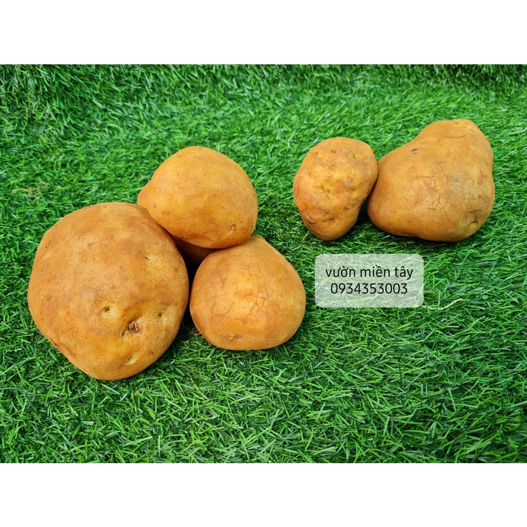 Khoai tây 500g - 1kg