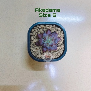 Đất Sét nung Akadama