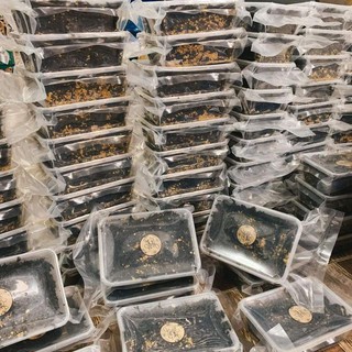 RONG BIỂN CHẤY TỎI 150g 50k