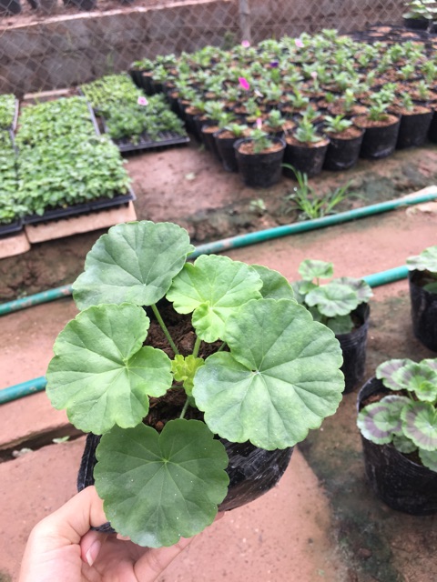 Cây Phong Lữ Đứng - Tiệm Cây Mầm Non