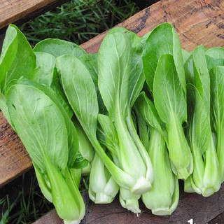 Hạt Giống Rau Cải Thìa