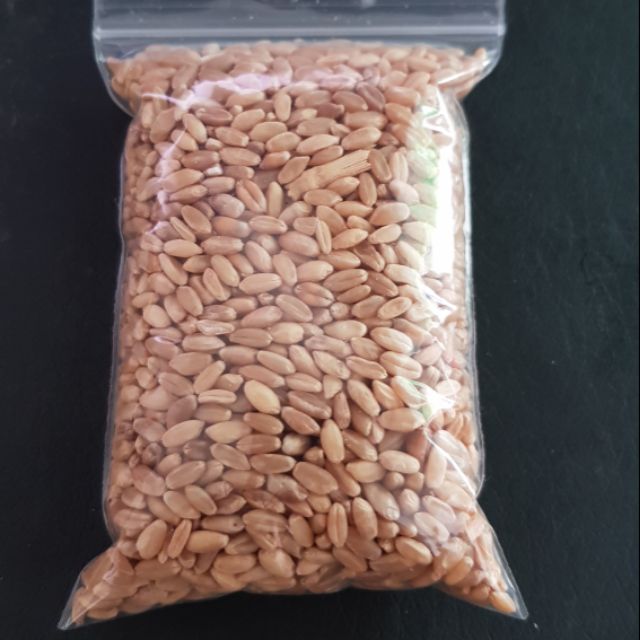 Hạt giống lúa mạch cho mèo, bọ ú 100g