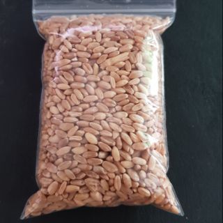 Hạt giống lúa mạch cho mèo, bọ ú 100g