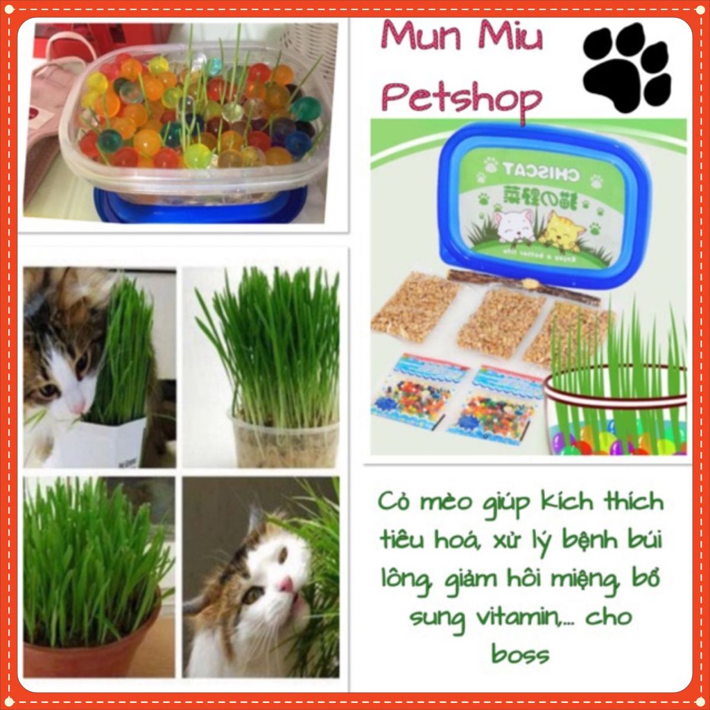 Bộ kit trồng cỏ cho mèo.