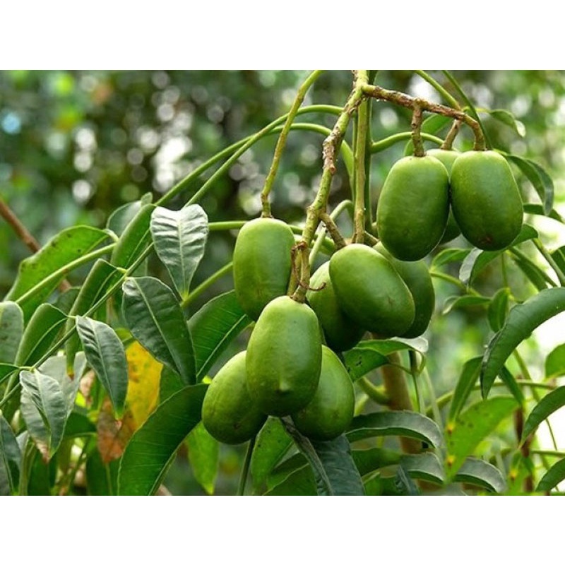 Cây cóc thái ra quả siêu sớm