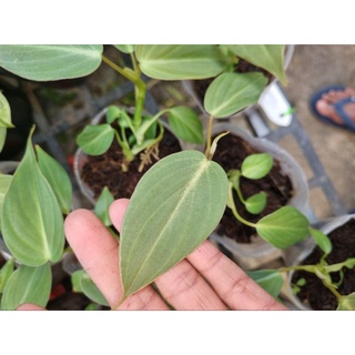 cây giống philodendron gloriosum
