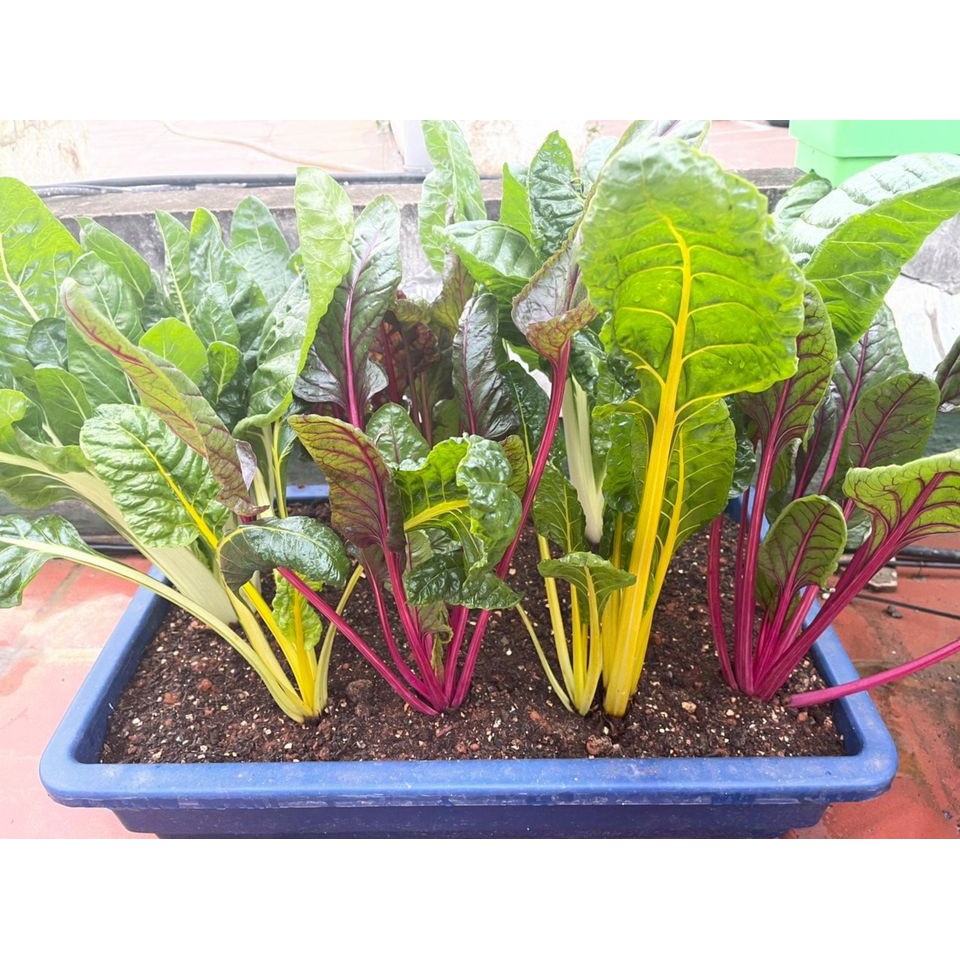 Cải Cầu Vồng Mix (Gói lẻ 100 hạt)