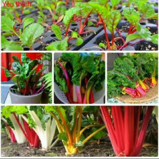 Gói 100h Hạt Giống Cải Cầu Vòng 7 màu Đẹp Mắt Dể Trồng