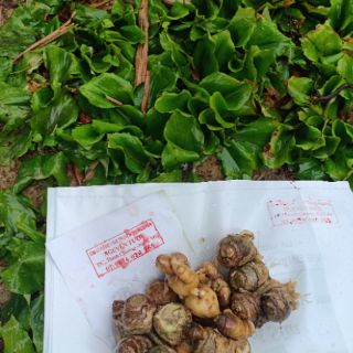 500gam củ địa liền tươi