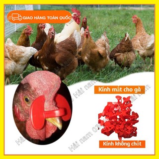 SET 50 MẮT KÍNH ĐEO CHO GÀ-KÍNH GÀ GIÁ RẺ GIÚP GÀ TRÁNH MỔ NHAU