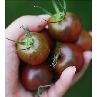 Hạt giống cà chua socola 1 gói 30 hạt