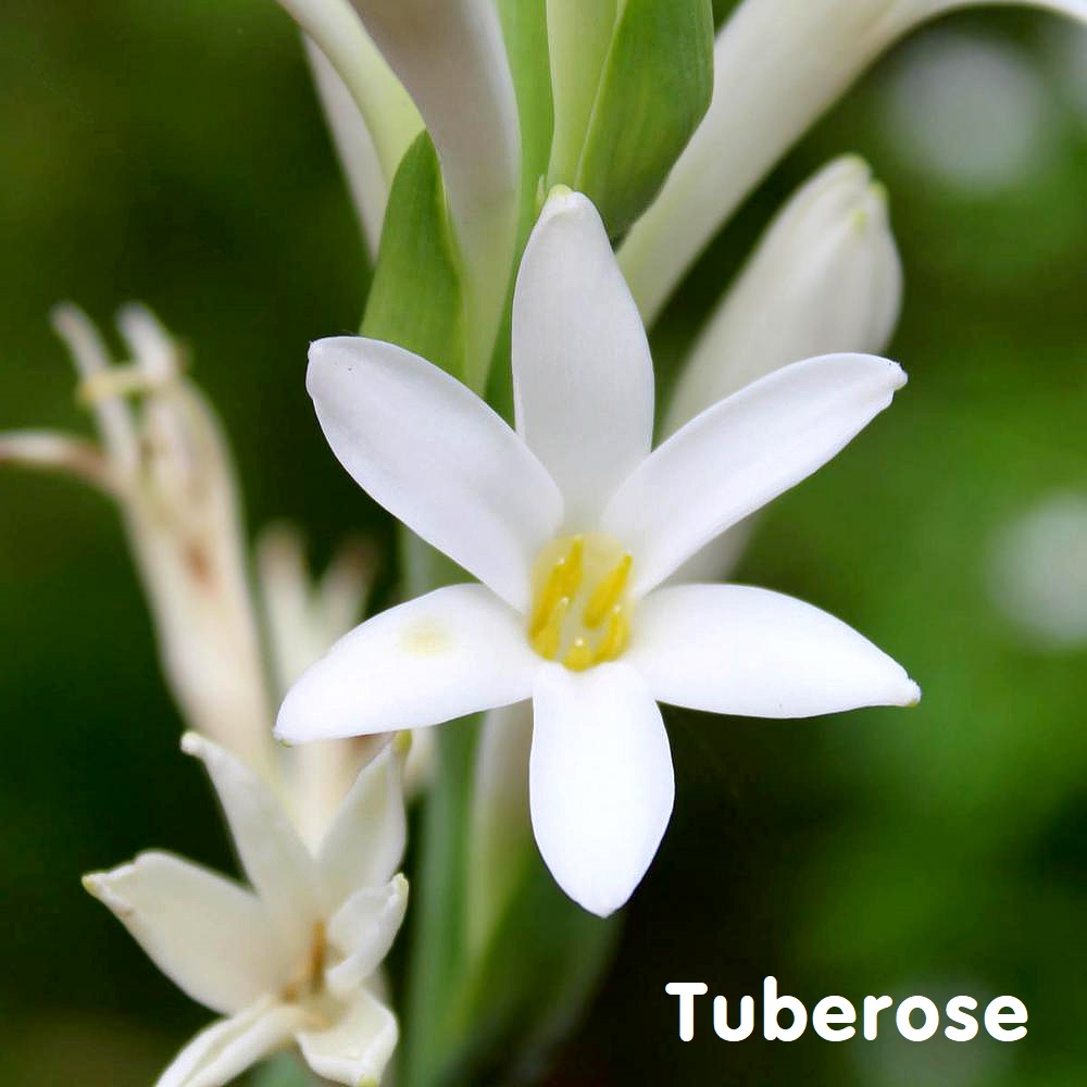 Tinh dầu hoa Huệ Tuberose Essential Oil (Rajnigandha)