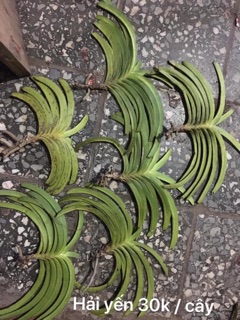 Lan HẢI YẾN