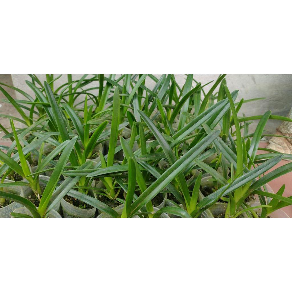 Lan kiếm hoàng long cây giống năm mốt