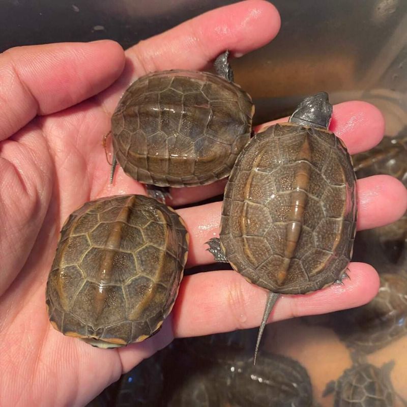 Rùa đá bơi trong nước,đồ chơi cho bé yêu rùa thật size 6 7 thú cưng cho bạn