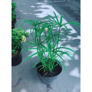 Cây thủy trúc, bầu đất
