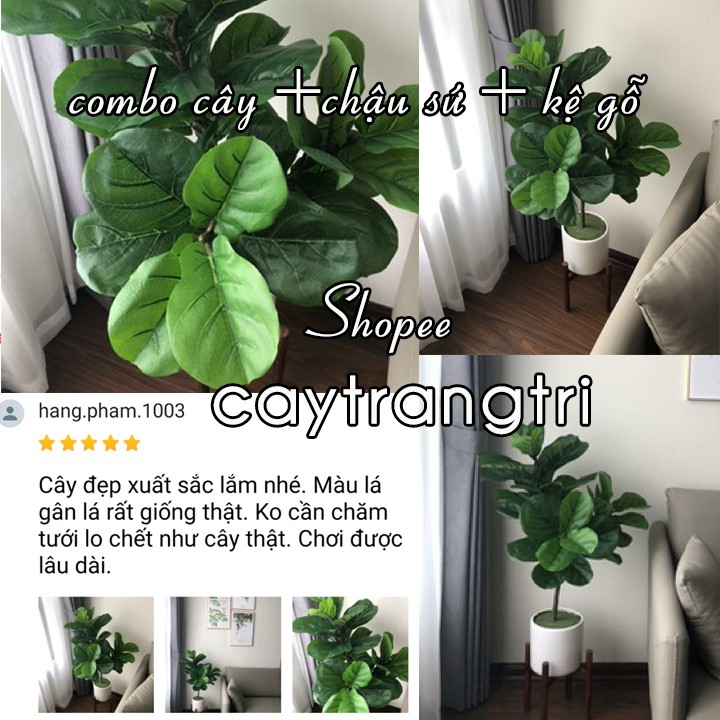🌳 Cây Bàng Singapore Giả - Cây Bàng Singapore Giả Trang Trí Nội Thất cao 100 cm gồm 3 nhánh - ẢNH THẬT