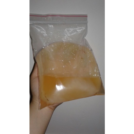 Combo Scoby/Kombucha