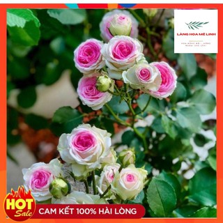 Hoa hồng bụi Mini Eden sai hoa[ ❤️HƯƠNG HOA QUẢ❤️] Cây là giống hoa hồng ngoại có khả năng kháng bệnh tốt, dễ chăm sóc.